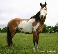 Image result for HORSE