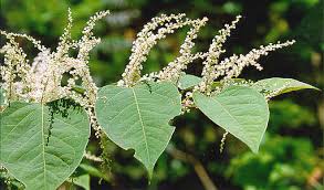 Image result for POLYGONUM CUSPIDATUM