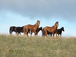 Image result for HORSE