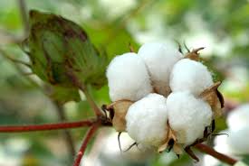 Image result for cotton