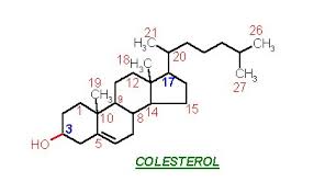 COLESTEROL