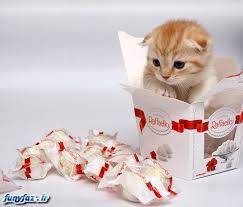 نتیجه تصویری برای عکس حیوانات و بچه ها