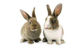 Image result for RABBIT