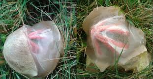 20 gruselige Pflanzen, die Wanderern Herzrasen bescheren. - Heftig