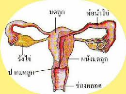 ผลการค้นหารูปภาพสำหรับ รูปโครงร่างระบบสืบพันธุ์ของมนุษย์