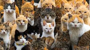 Image result for cats