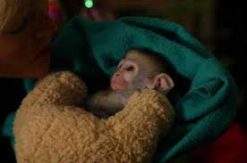 Image result for MONKEYS