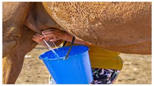 

Is Raw Camel Milk More Beneficial Than Cow Milk for Diabetics?