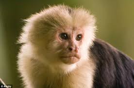 Image result for MONKEYS
