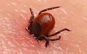 Résultats de recherche d'images pour « photo tique »