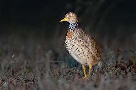 Picture of Plains-wanderer
