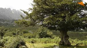 Resultado de imagen de flora de pais vasco