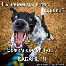 Москаль: "Чиновники самозваной "ЛНР" разворовывают российскую гуманитарку и бегут, как крысы с корабля" - Цензор.НЕТ 8824