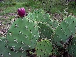 Resultado de imagen de nopal