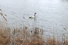 Good morning, Thorold! Here's today's weather!