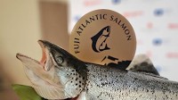 News - Proximar’s Mount Fuji salmon expanding into wider Asia