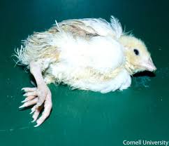 Image result for MAGONJWA YA KUKU.MAGONJWA YANAYOWEZA KUSABABISHA NA UPUNGUFU WA CHAKULA/VIINI LISHE