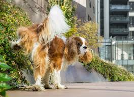 Image result for +dog