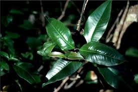 Image result for Backhousia subargentea