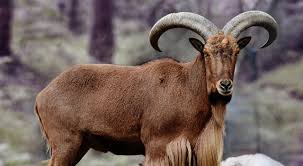 Image result for GOAT