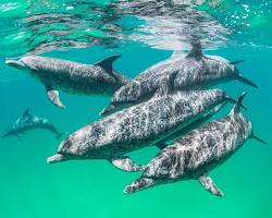 Dolphins in Bahamas