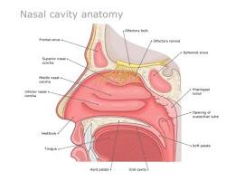 Image of Nose anatomy diagram