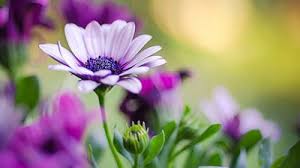 Resultado de imagem para imagens