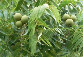 walnut ile ilgili görsel sonucu