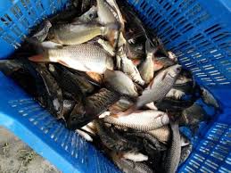 Image result for Fisheries, in Gopalganj District