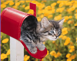 Résultat de recherche d'images pour "images gifs petits chats rigolos"