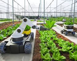 Image of Automated harvesting robots