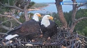 Jackie the bald eagle from Big Bear
