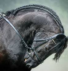 Image result for IRAN HORSES