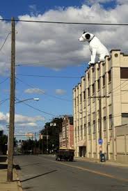 Image result for nipper albany