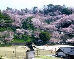 菊池渓谷 桜の画像