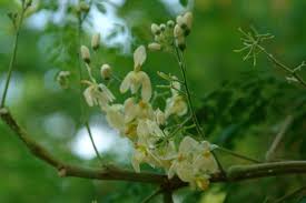 Image result for horseradish tree
