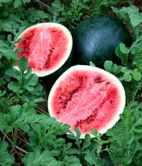 Image result for watermelon plant