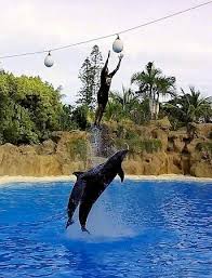 Resultado de imagen de imagenes de loro parque