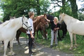 Résultat de recherche d'images pour "LES VRAIS IMAGES DES CHEVAUX SUR GOOGLE"