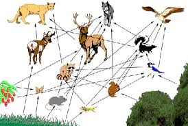 Wondrous Alpine Food Web 