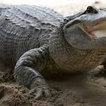  Alligators At The Beach? Scientists Say Get Used To Predators Invading Odd Places