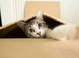 Cats Protection