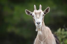 Image result for GOAT
