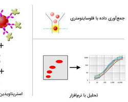 Image of نمودار چگالی فلوسایتومتری