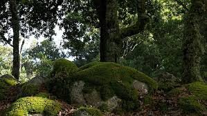 Resultado de imagen para santuario de flora y fauna iguaque