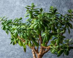 Image of Jade Plant