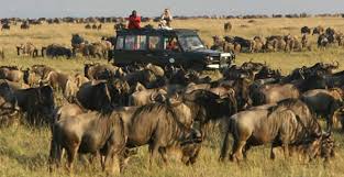 Image result for mikumi national park