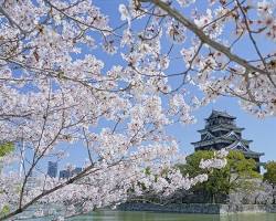 広島城 桜 天守閣の画像