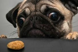 Résultat de recherche d'images pour "gifs adorables"