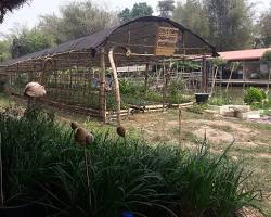 Give Green Farm House Organic Restaurant in Chiang Rai的圖片
